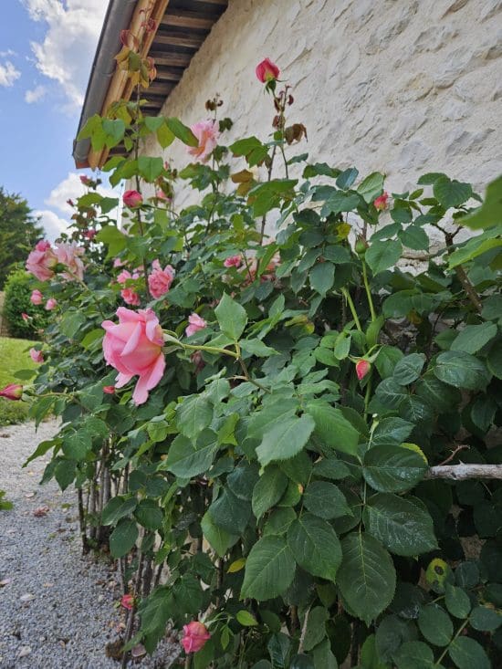 Des roses en fleurs devant un mur de pierre aux Pierres Douces, chambres d’hôtes écoresponsables près d’Angoulême, en Charente.
