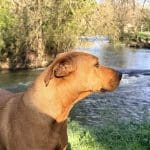 Chien brun à l'air attentif sur l'herbe verte, près d'une rivière aux Pierres Douces, maison d'hôtes écoresponsable en Charente, près d'Angoulême.