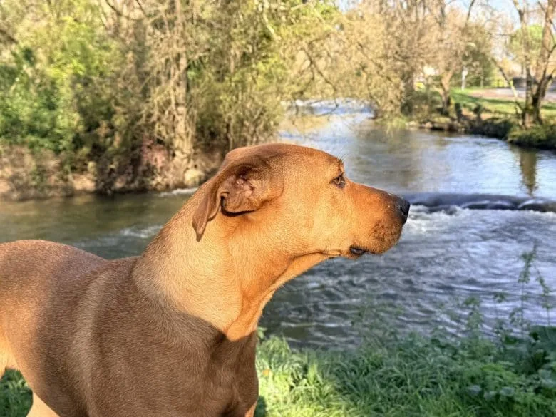 Découvrez le charme de la Charente avec ce chien au pelage brun, posé avec élégance au bord d’une rivière paisible près d’Angoulême. Ce paysage naturel, emblématique de la Charente, dévoile une eau vive scintillante, une végétation verdoyante et luxuriante, ainsi que quelques arbres épars typiques de la région. Une invitation à la détente dans un décor bucolique et accueillant, idéal pour une escapade dans une maison d’hôtes à Angoulême.